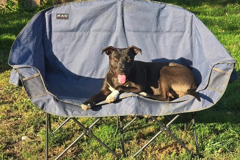 Huxley, a Adoptable mixed breed in Alma, WI image 5/6