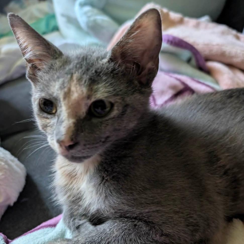 Artemis, Adoptable, Young Female Domestic Short Hair.