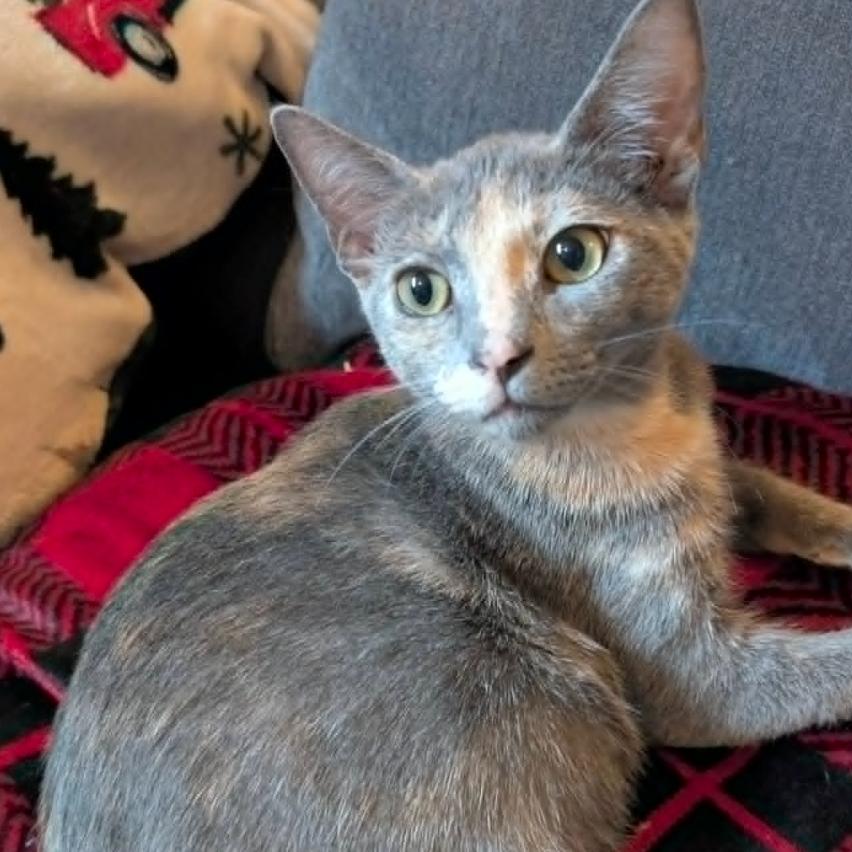Enlarge Artemis, a Adoptable Domestic Short Hair in Coralville, IA image 2/2