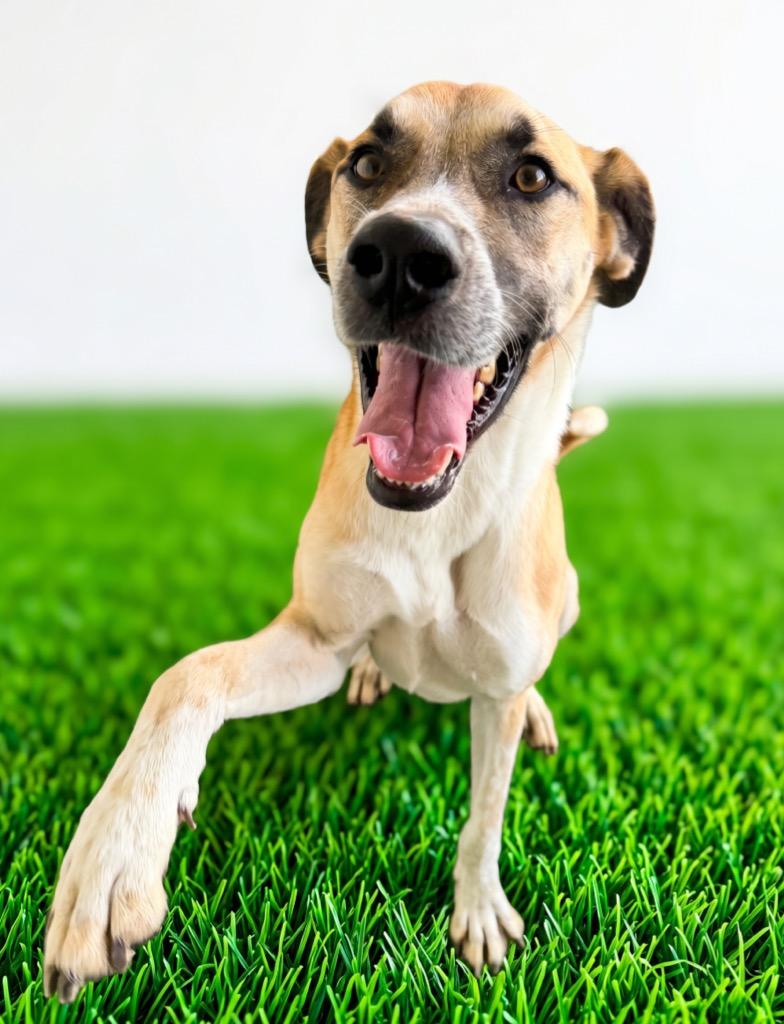 Fidget, Adoptable, Young Female Great Dane & Shepherd.