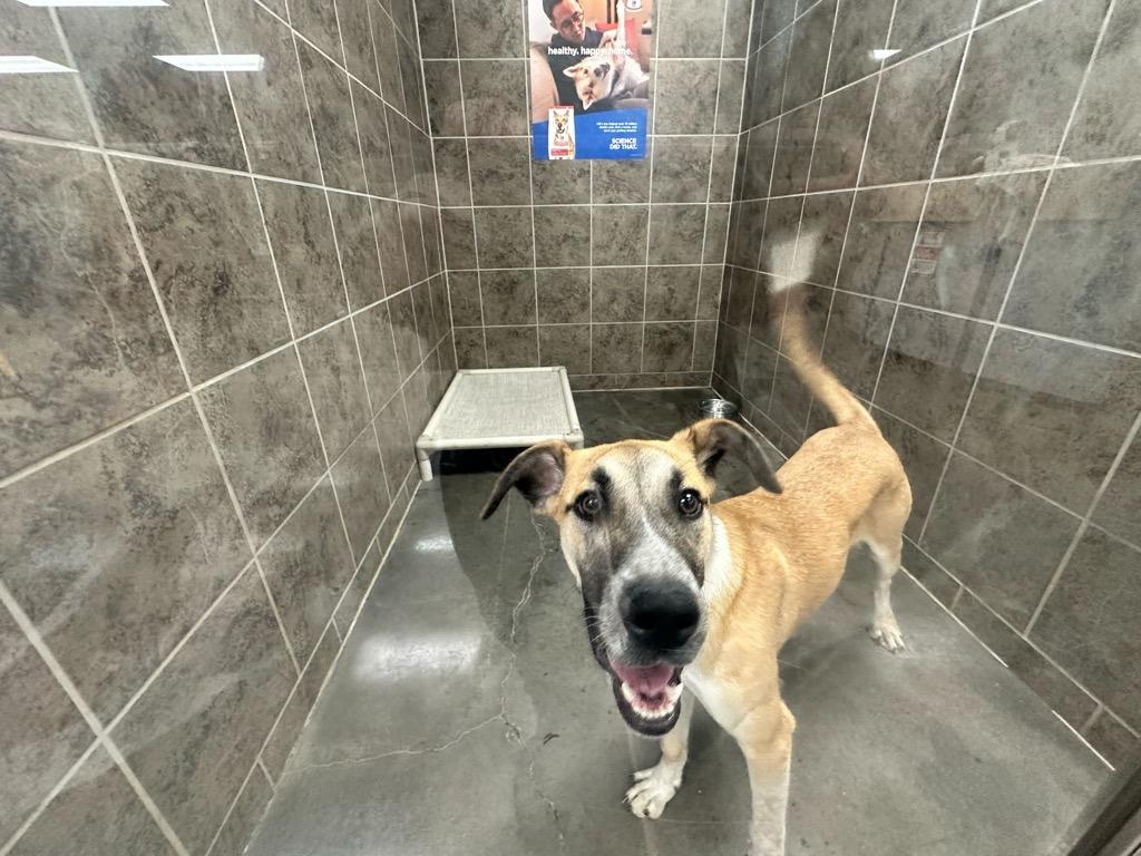 Enlarge Fidget, a Adoptable mixed breed in Midland, TX image 3/6