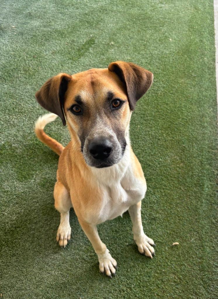 Enlarge Fidget, a Adoptable mixed breed in Midland, TX image 4/6