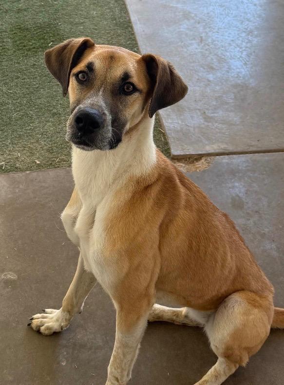 Enlarge Fidget, a Adoptable mixed breed in Midland, TX image 6/6