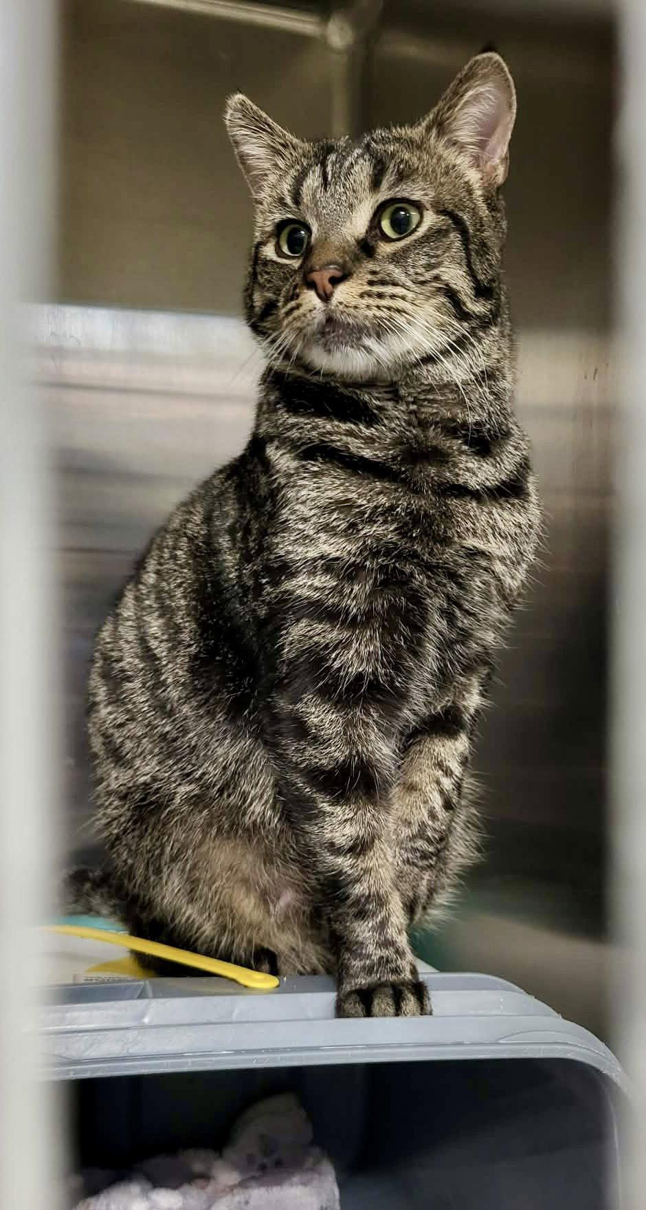 Heinz, Adoptable, Young Male Domestic Short Hair.