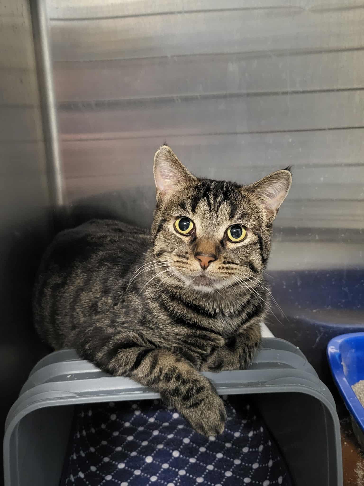 Enlarge Heinz, a Adoptable Domestic Short Hair in Detroit Lakes, MN image 2/3
