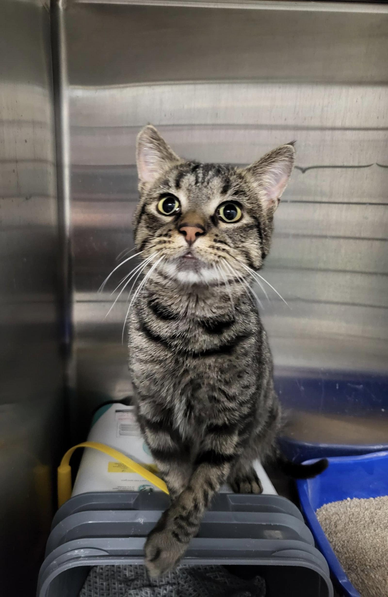 Enlarge Heinz, a Adoptable Domestic Short Hair in Detroit Lakes, MN image 3/3