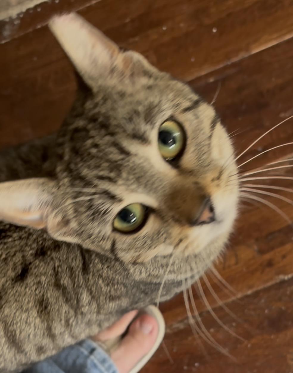 Tessa, adopted, Kitten Female Domestic Short Hair & Tabby.