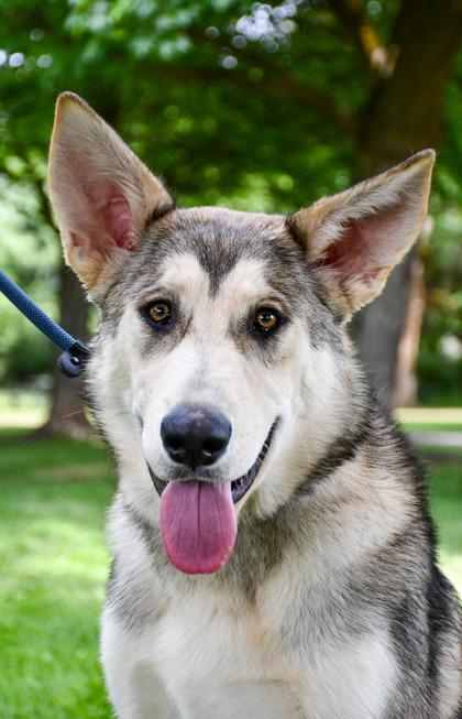 Oakley, Adoptable, Adult Male Siberian Husky & Mixed Breed.