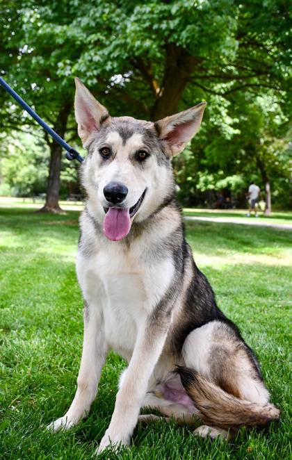 Enlarge Oakley, a Adoptable mixed breed in Yakima, WA image 2/3