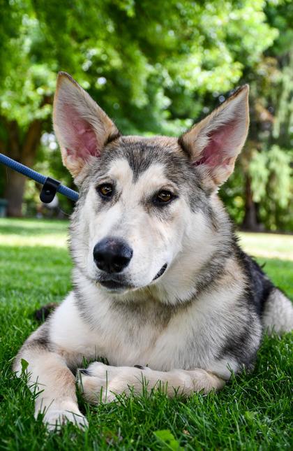 Enlarge Oakley, a Adoptable mixed breed in Yakima, WA image 3/3