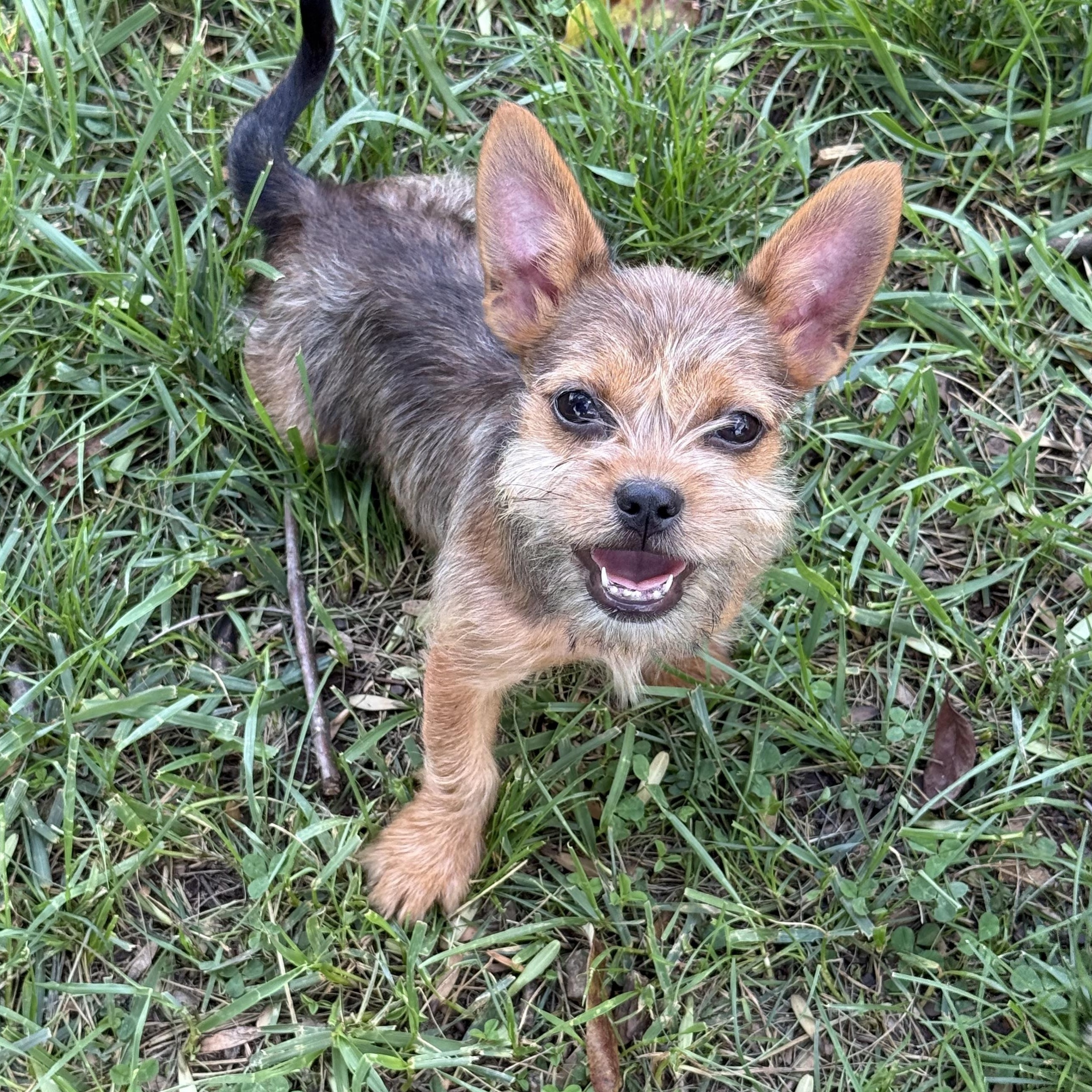 Enlarge Hennessy, an adopted mixed breed in Greensboro, NC image 2/2