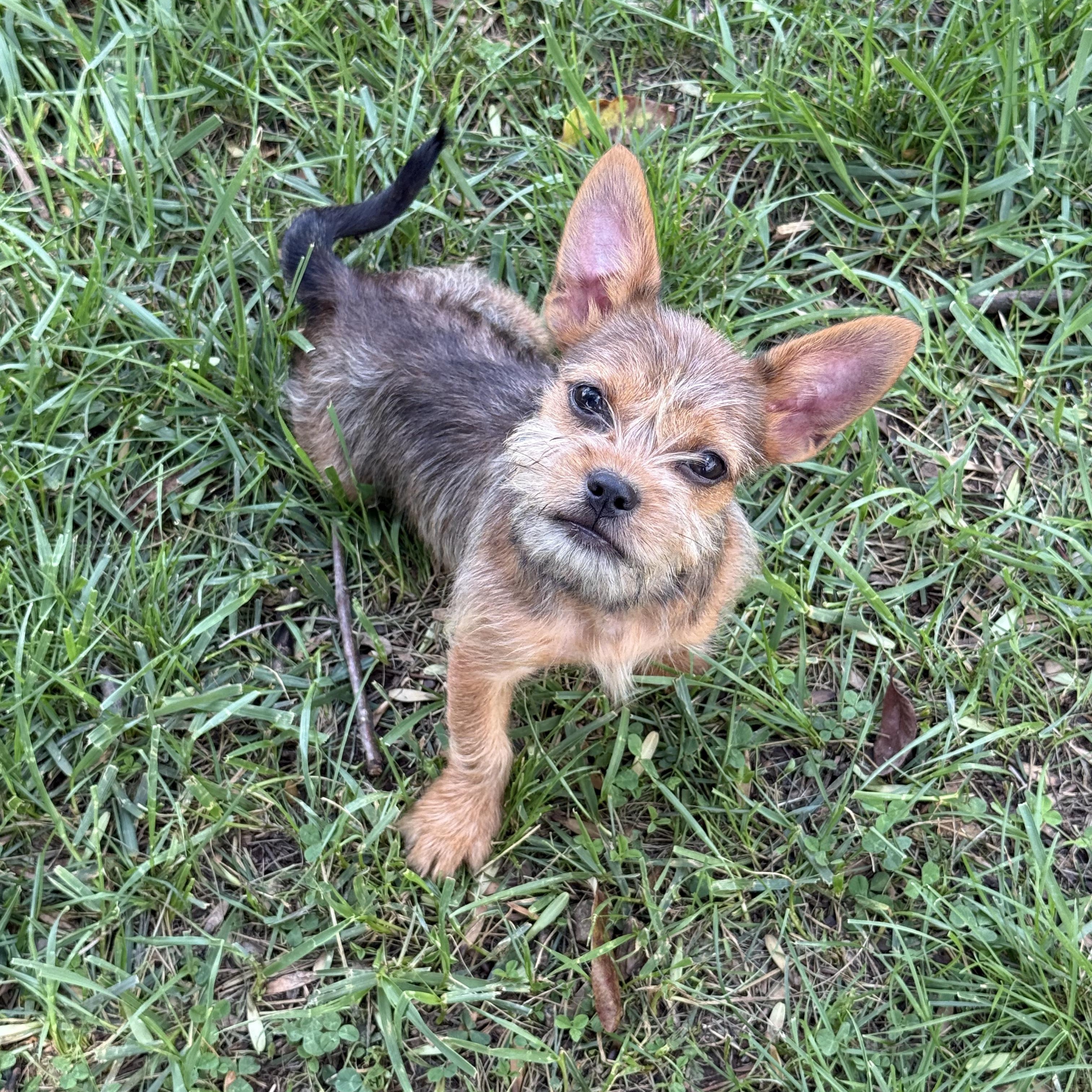 Enlarge Hennessy, an adopted mixed breed in Greensboro, NC image 1/2