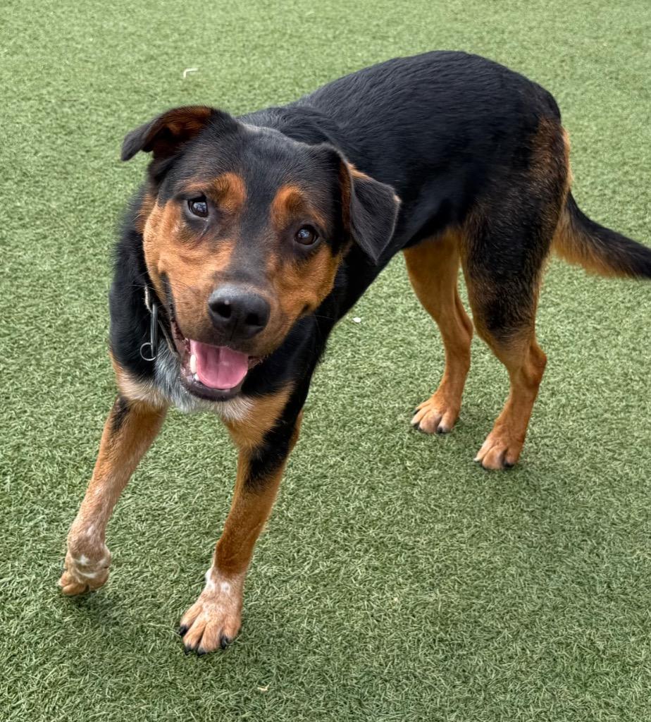 Enlarge Bruno, a Adoptable mixed breed in Columbia, IL image 1/6