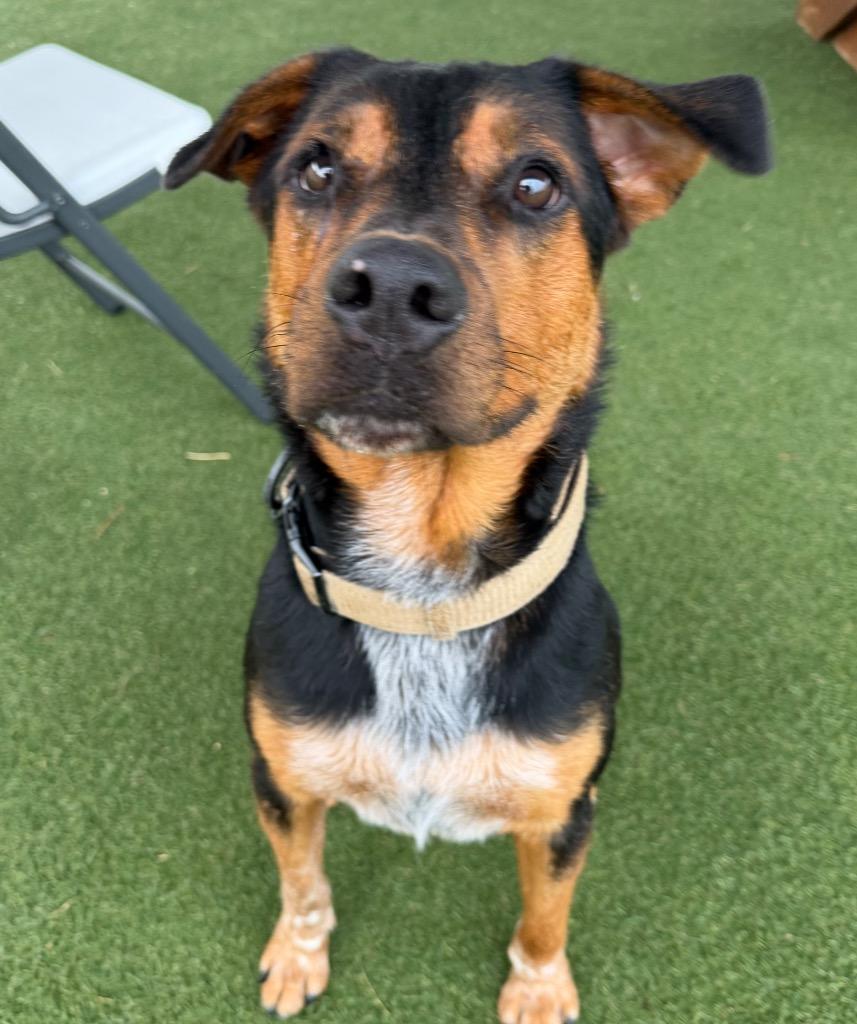 Enlarge Bruno, a Adoptable mixed breed in Columbia, IL image 2/6