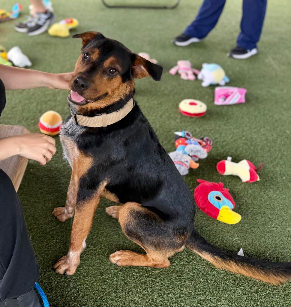 Enlarge Bruno, a Adoptable mixed breed in Columbia, IL image 3/6