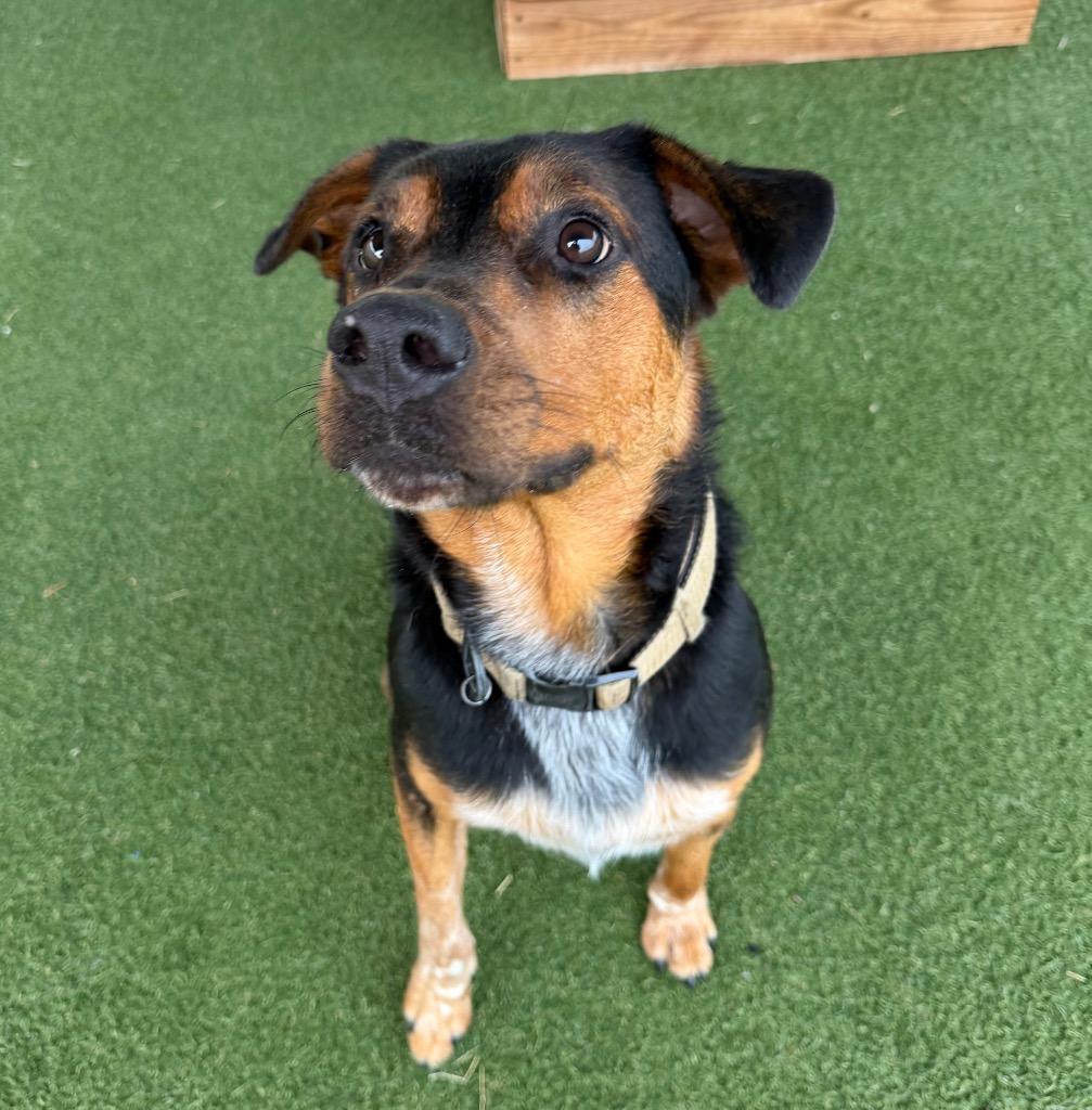 Enlarge Bruno, a Adoptable mixed breed in Columbia, IL image 4/6