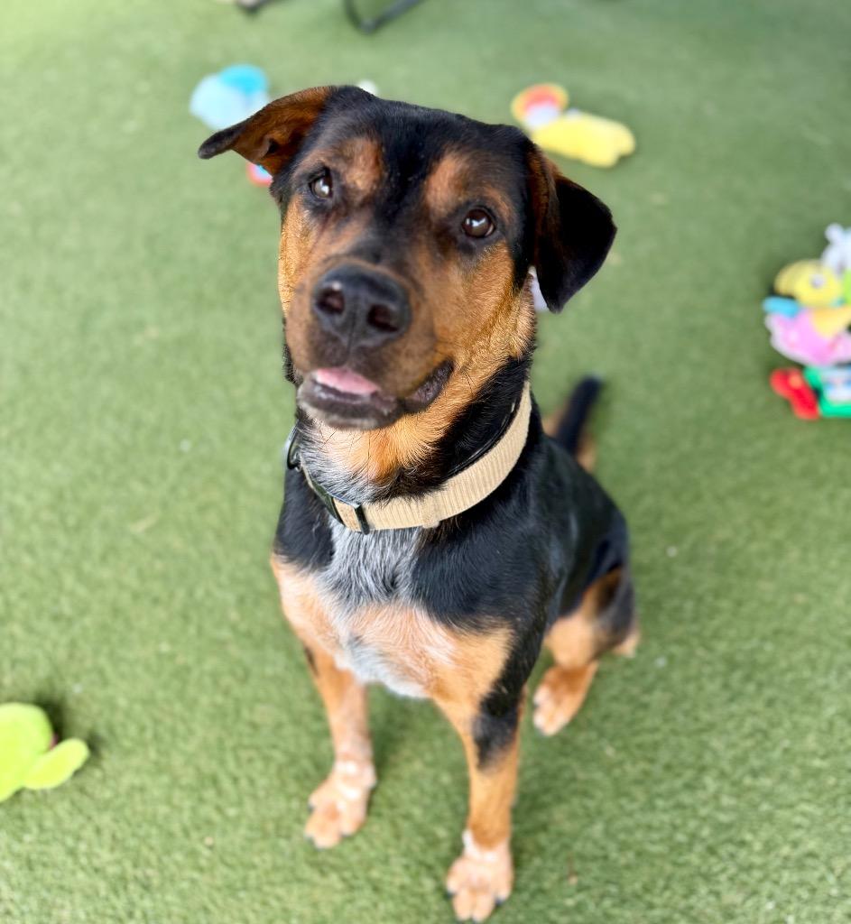 Enlarge Bruno, a Adoptable mixed breed in Columbia, IL image 5/6