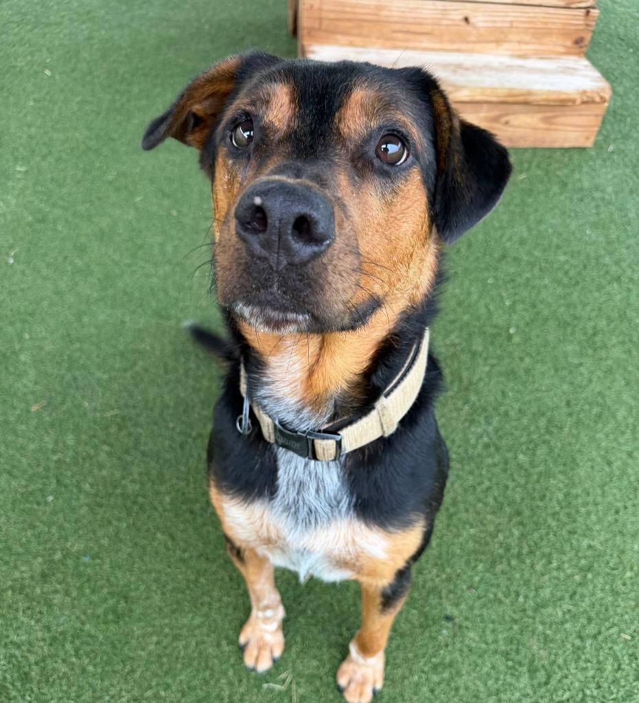 Enlarge Bruno, a Adoptable mixed breed in Columbia, IL image 6/6