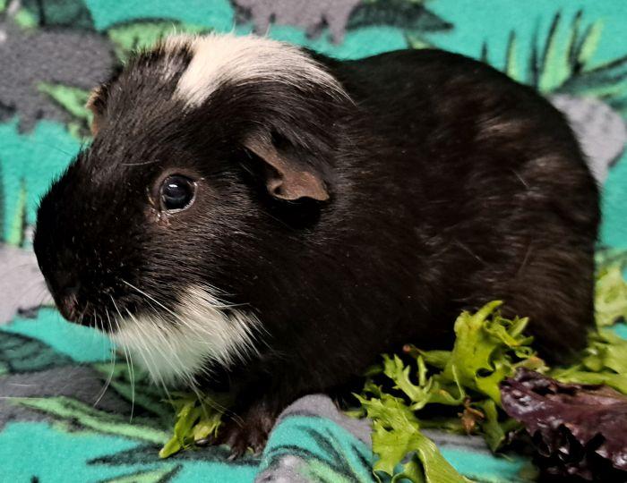 Zep, a ADOPTABLE Short-Haired in Gary, IN image 2/3