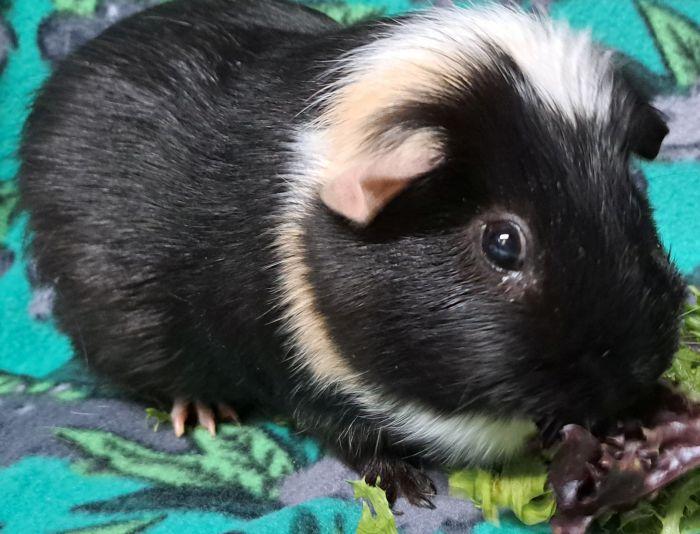 Zep, a ADOPTABLE Short-Haired in Gary, IN image 3/3