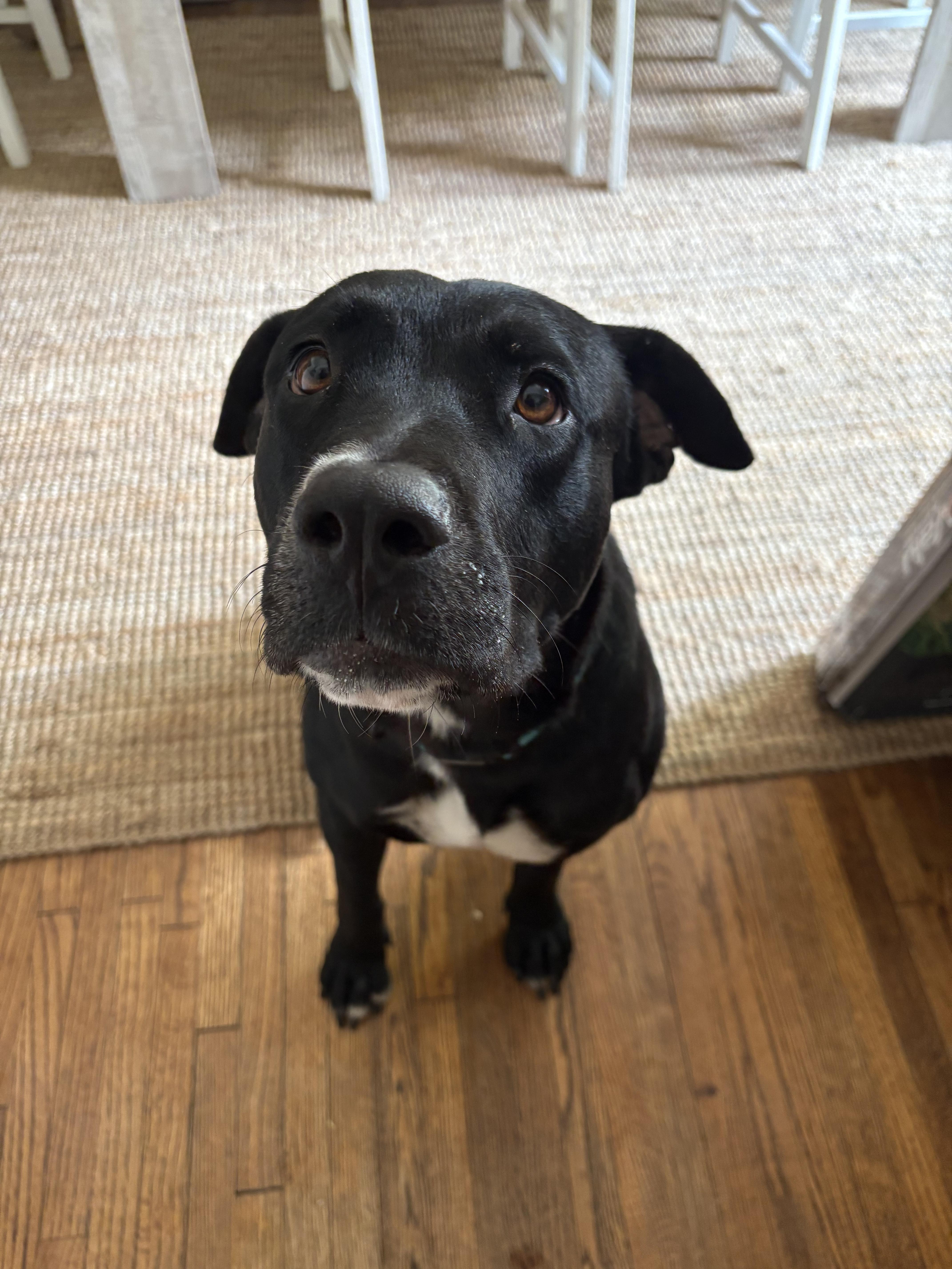 Enlarge Ember, an adoptable mixed breed in Arlington, TN image 3/5