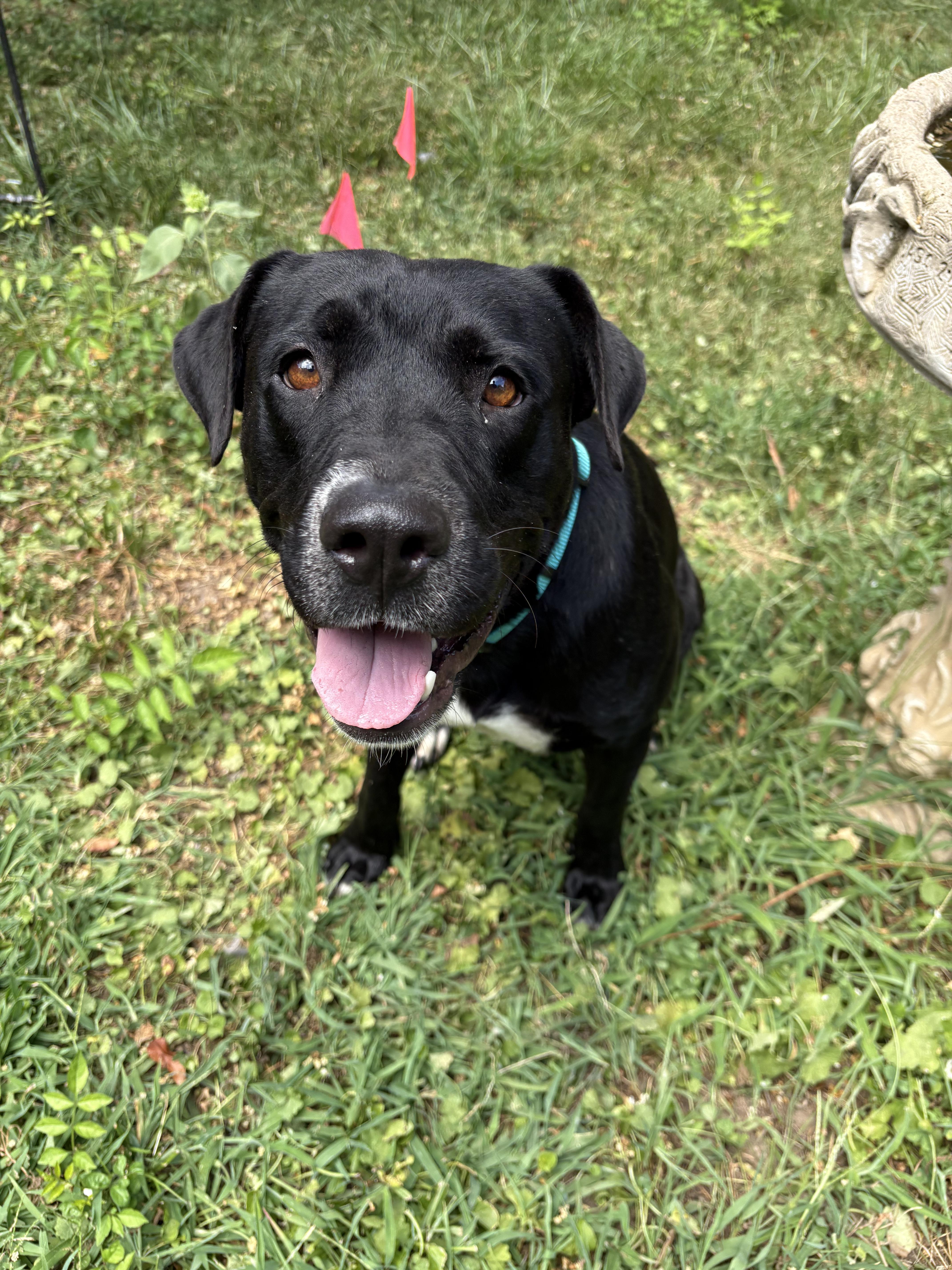 Enlarge Ember, an adoptable mixed breed in Arlington, TN image 2/5