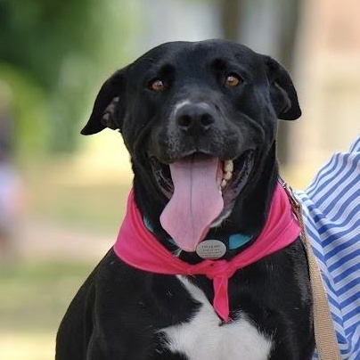 Ember, adoptable, Adult Female Mixed Breed.