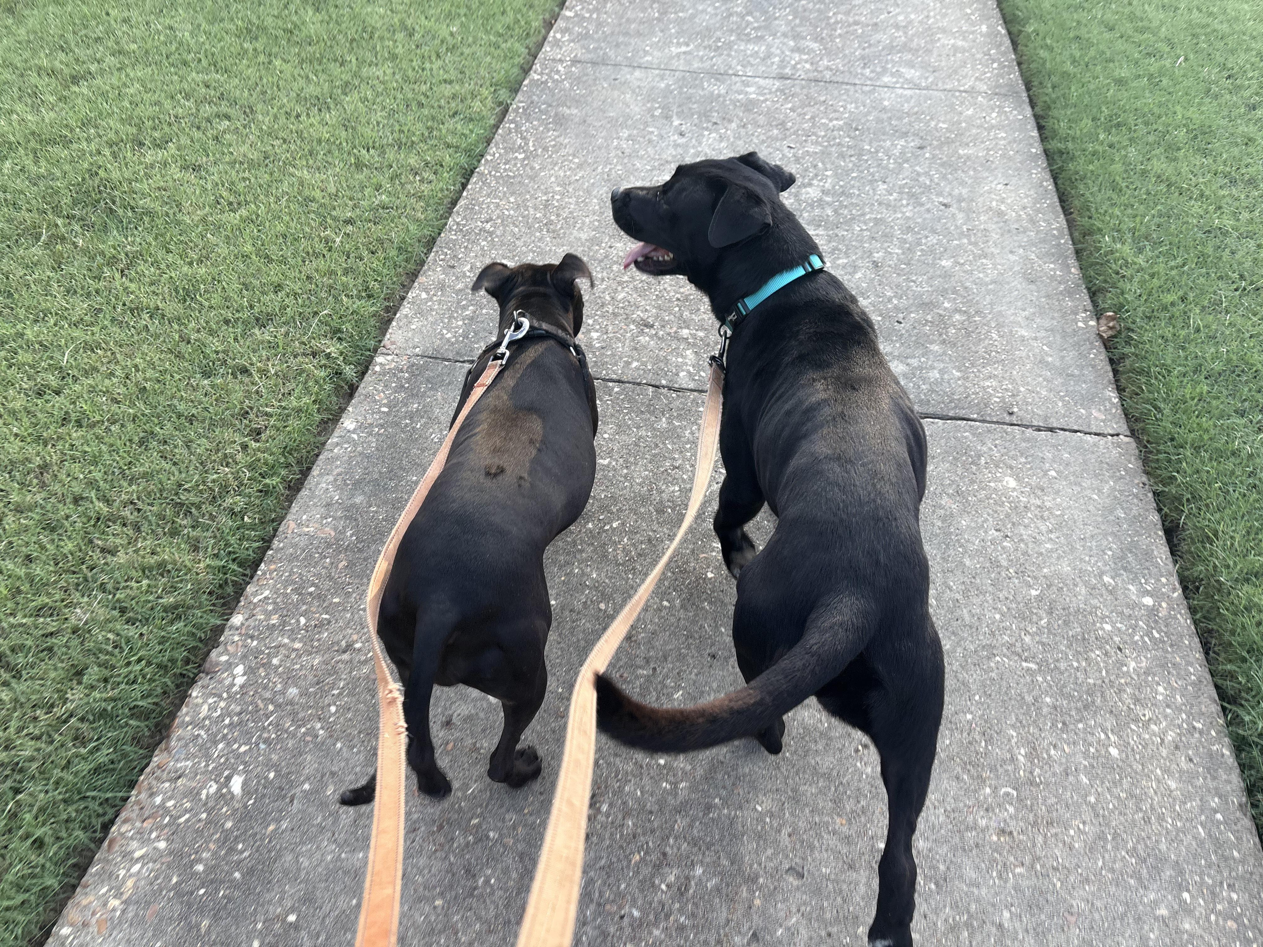 Enlarge Ember, an adoptable mixed breed in Arlington, TN image 4/5