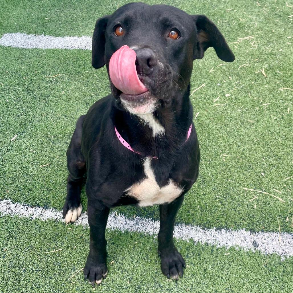 Enlarge Ember, an adoptable mixed breed in Arlington, TN image 5/5