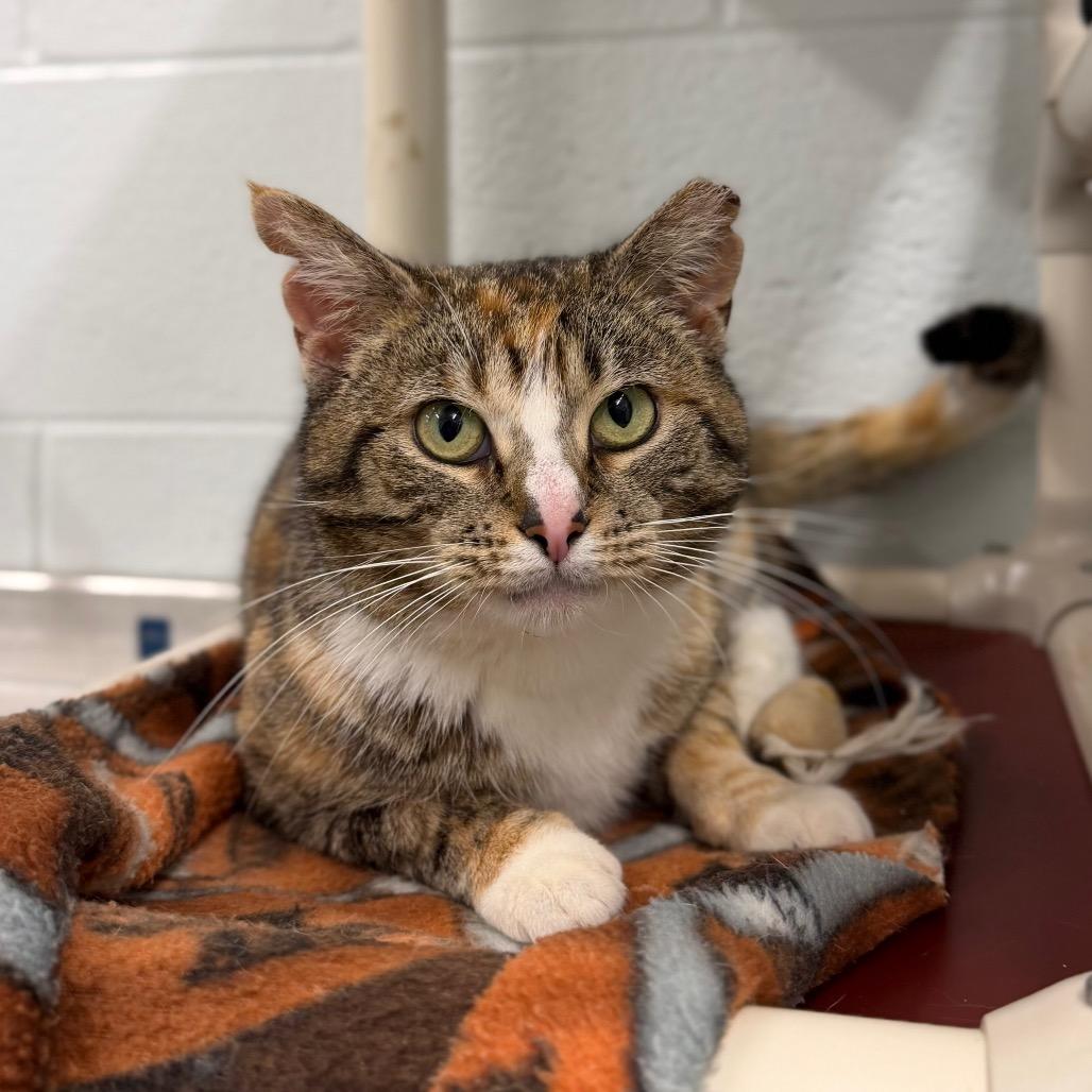 Enlarge Lady Luck, a Adoptable Domestic Short Hair in Marshall, VA image 1/6