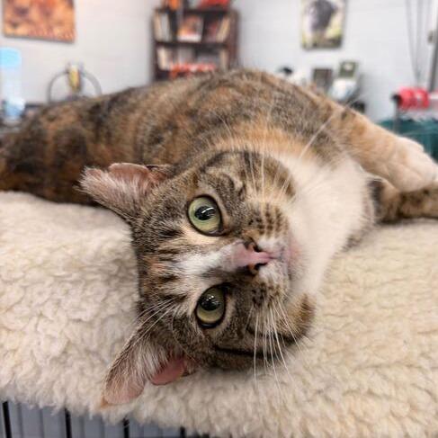 Lady Luck, Adoptable, Adult Female Domestic Short Hair.