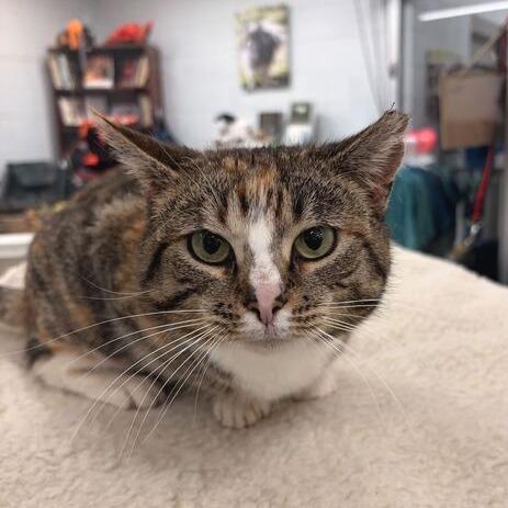 Enlarge Lady Luck, a Adoptable Domestic Short Hair in Marshall, VA image 2/4