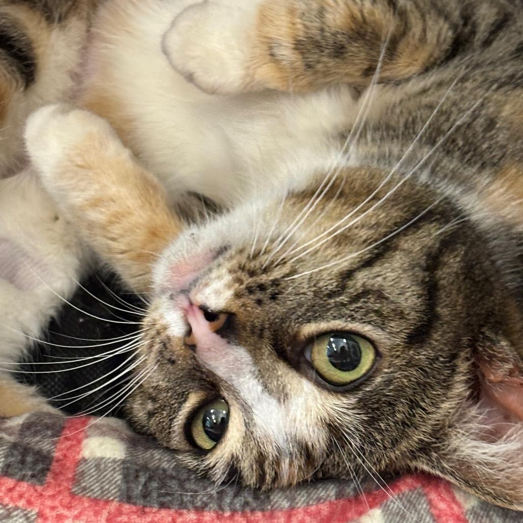 Enlarge Lady Luck, a Adoptable Domestic Short Hair in Marshall, VA image 3/4