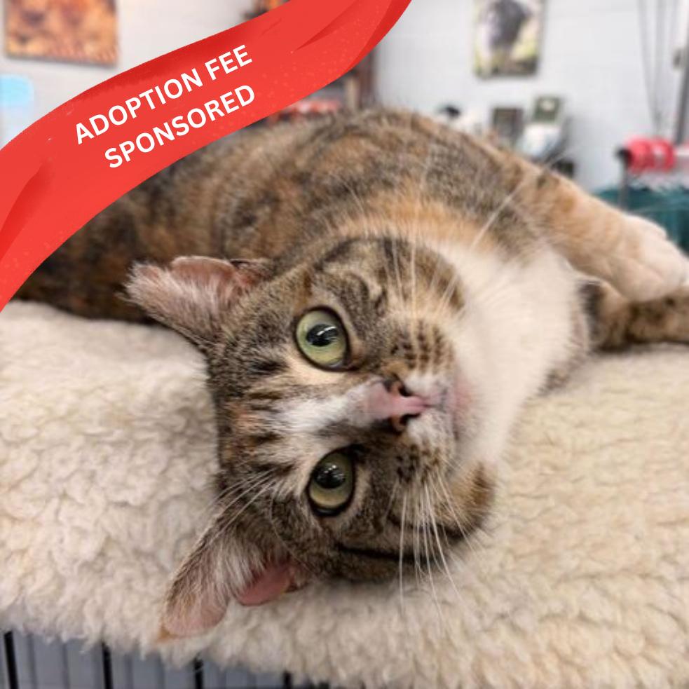 Enlarge Lady Luck, a Adoptable Domestic Short Hair in Marshall, VA image 4/4