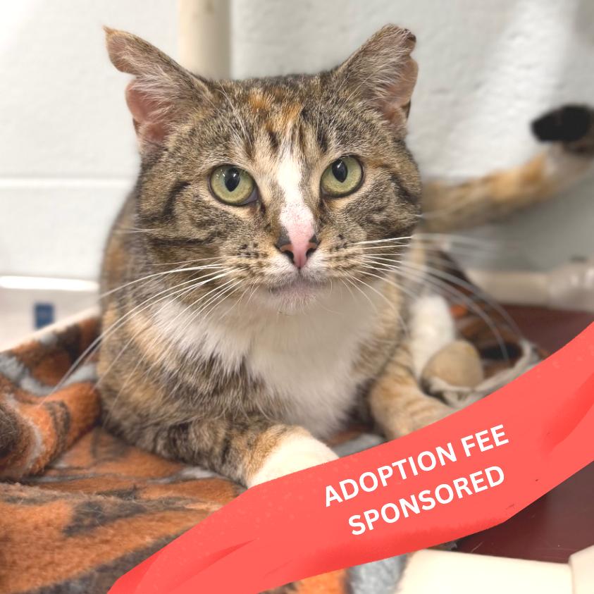 Enlarge Lady Luck, a Adoptable Domestic Short Hair in Marshall, VA image 6/6