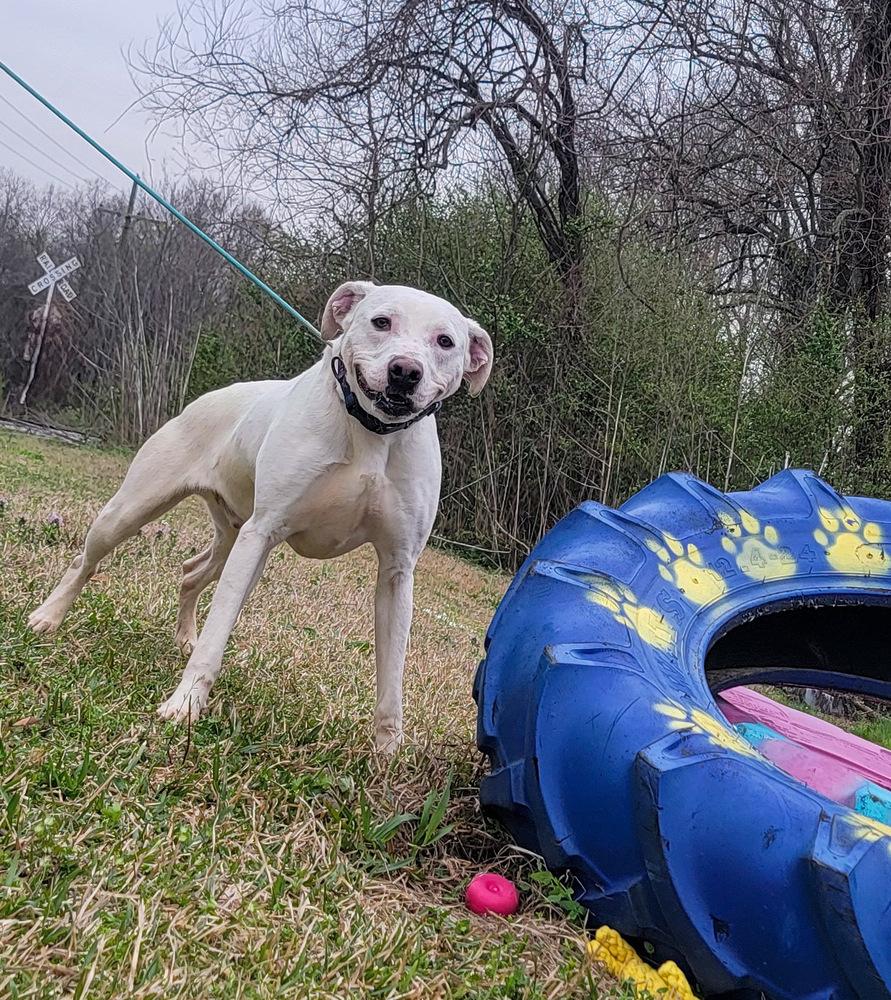 Sam, a Adoptable mixed breed in Monroe, LA image 1/3