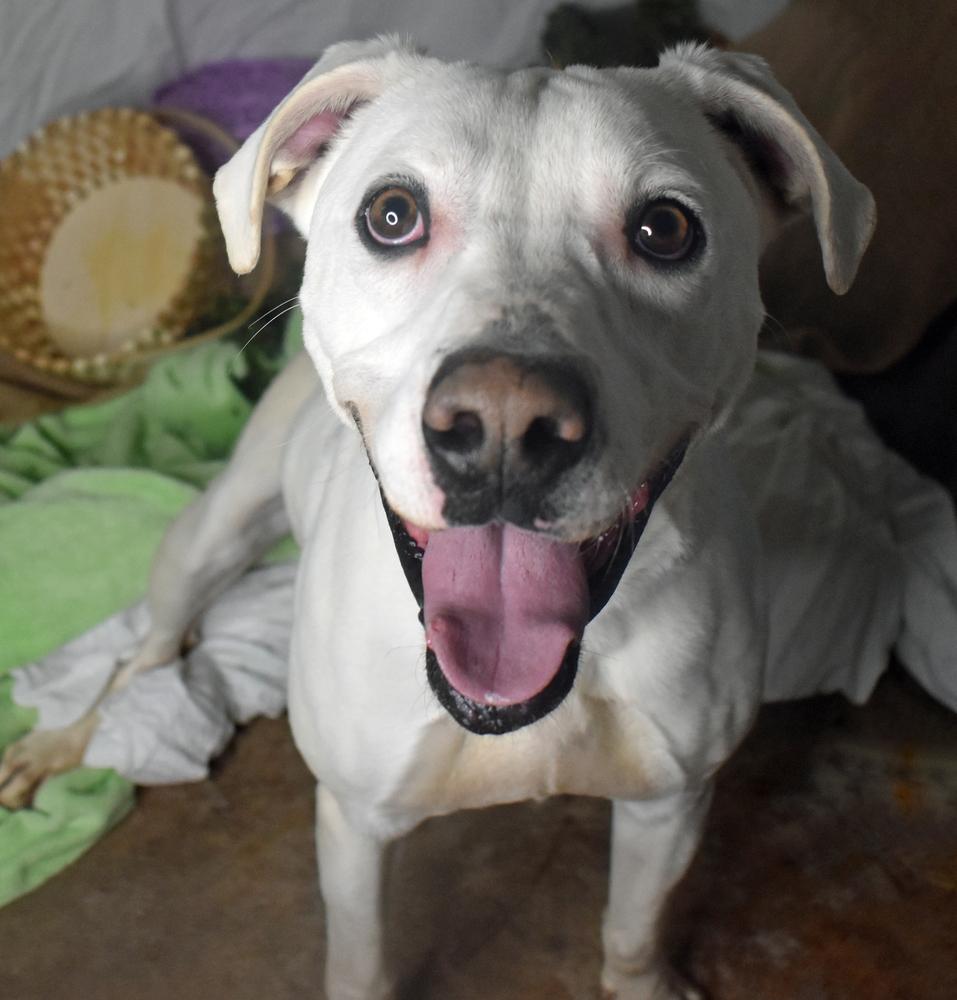Sam, a Adoptable mixed breed in Monroe, LA image 2/3