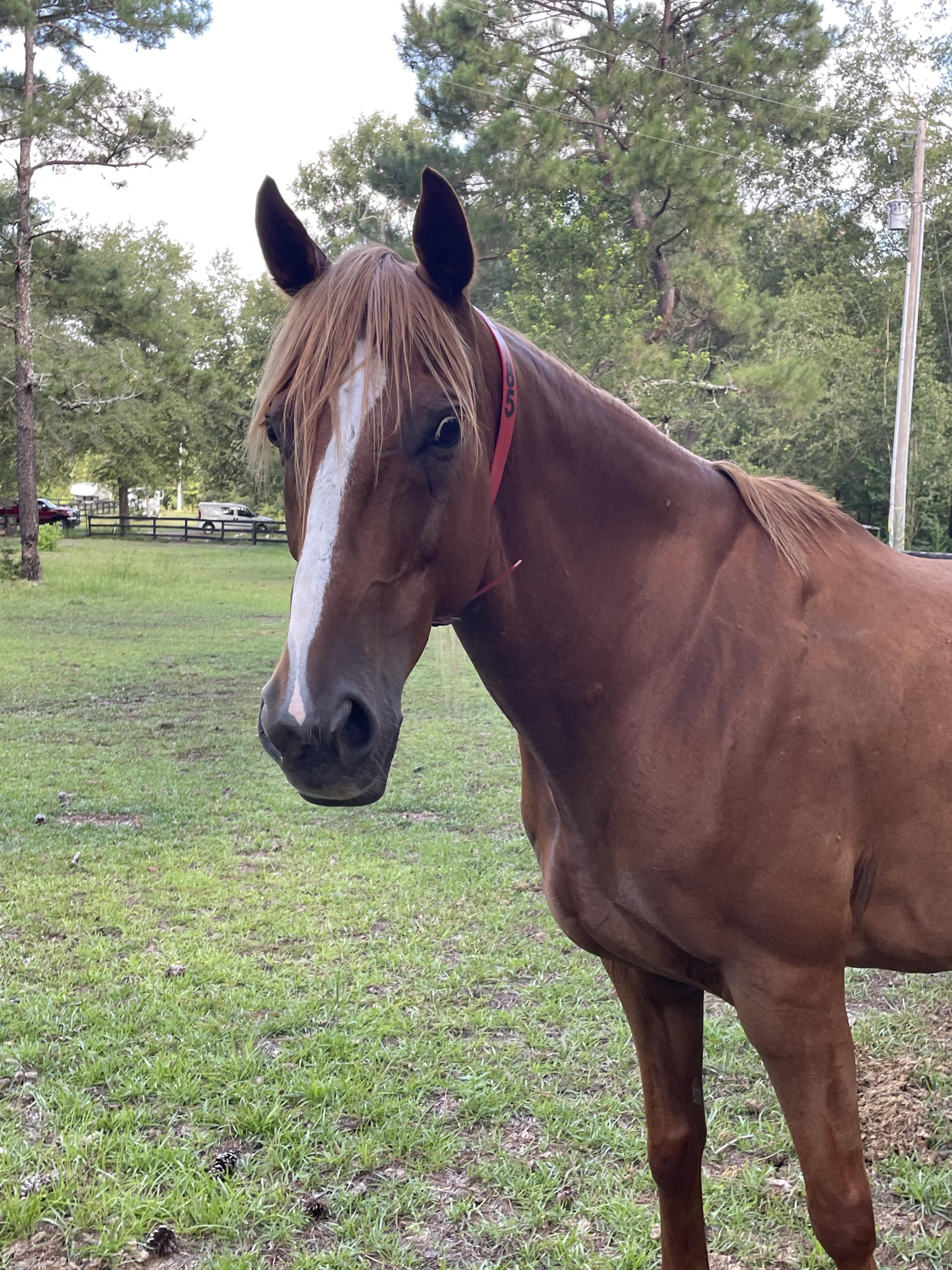 Mango, ADOPTABLE, Senior Male Tennessee Walker.
