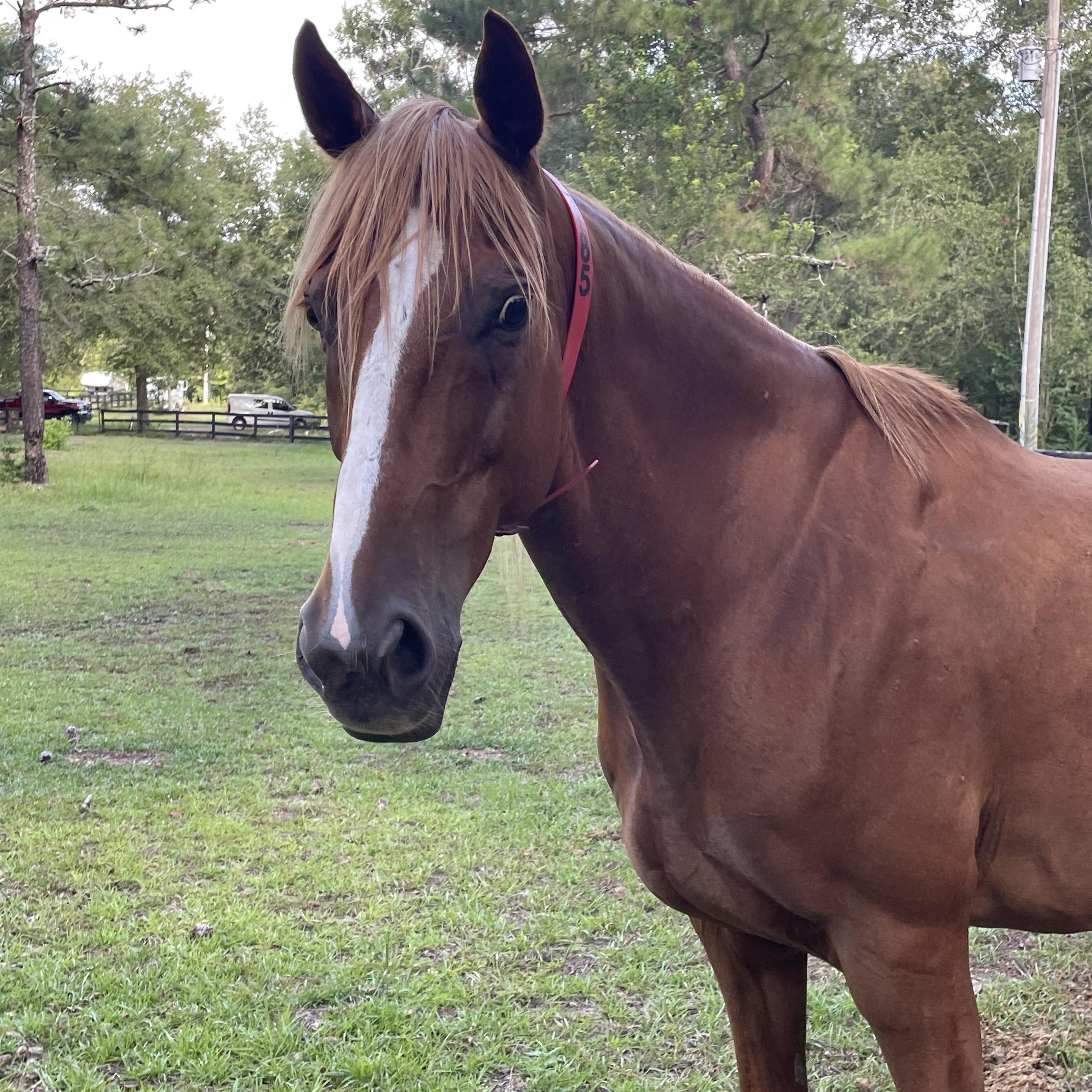 Enlarge Mango, a ADOPTABLE Tennessee Walker in Aiken, SC image 1/1