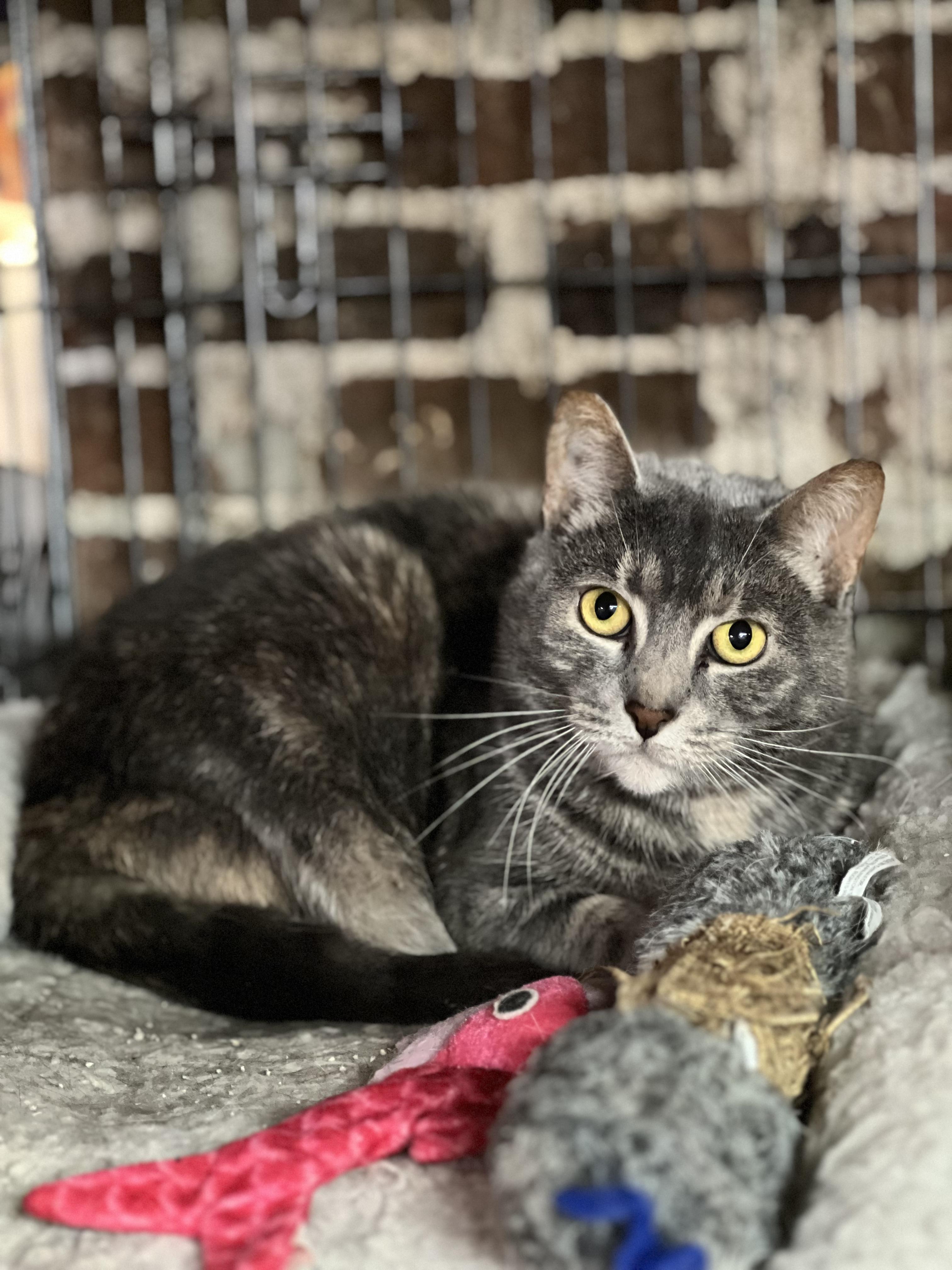 Bridget, Adoptable, Adult Female Domestic Short Hair.