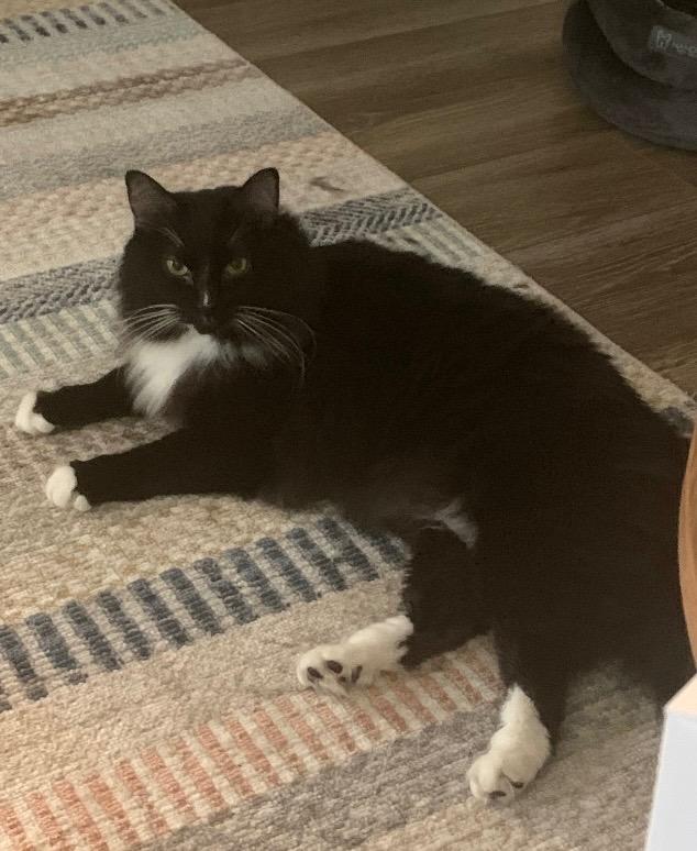 Branson, Adopted, Adult Male Domestic Medium Hair.
