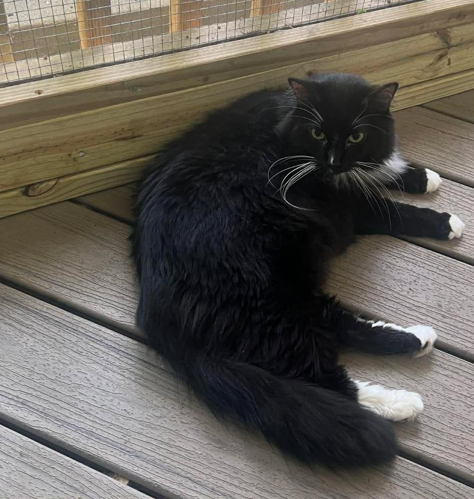 Enlarge Branson, a Adopted mixed breed in Hoover , AL image 2/3