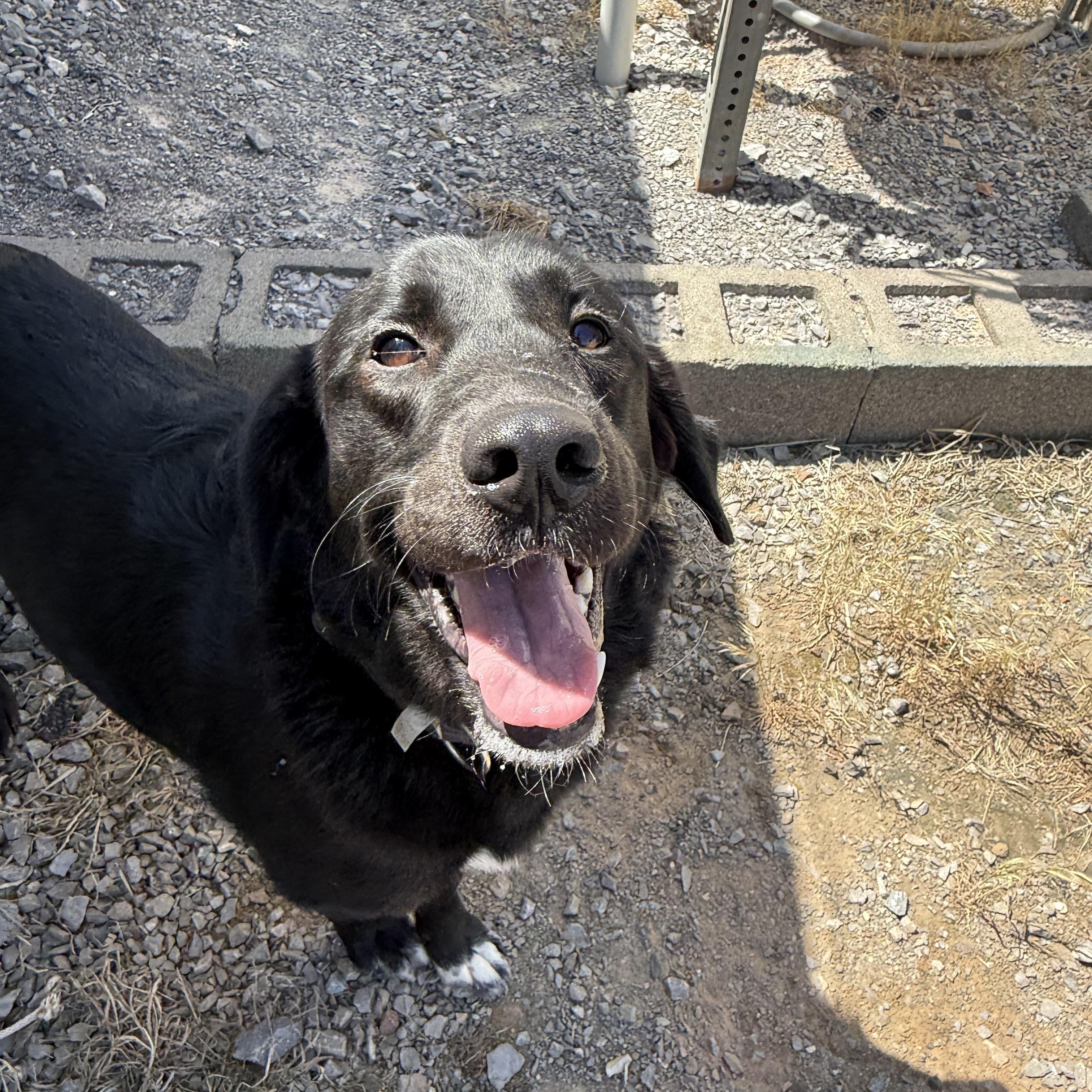 Shadow (Courtesy Post), adopted, Young Female Black Labrador Retriever & Border Collie.