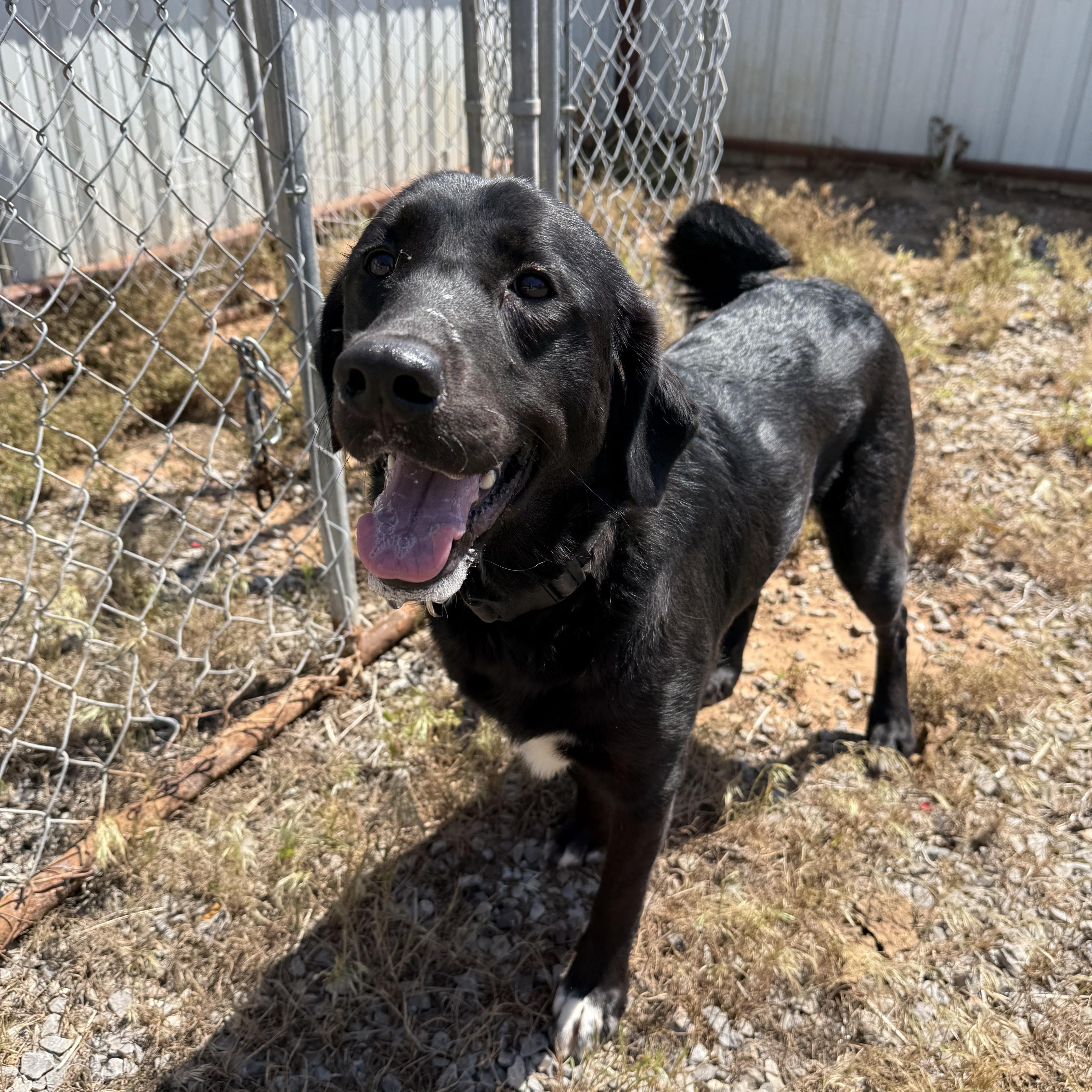 Enlarge Shadow (Courtesy Post), an adopted mixed breed in Hinton, OK image 2/2