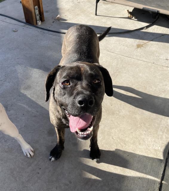 Enlarge COOKIE, a Adoptable mixed breed in Chula Vista, CA image 1/1