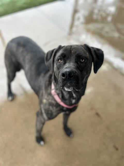 COOKIE, Adoptable, Young Female Pit Bull Terrier & Mixed Breed.