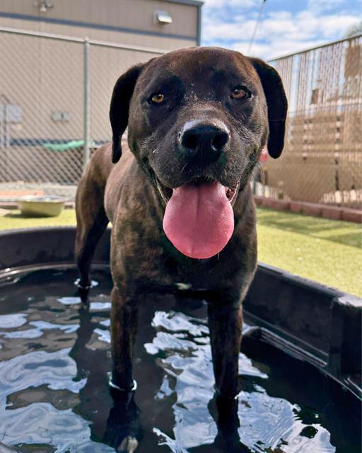 Enlarge COOKIE, a Adoptable mixed breed in Chula Vista, CA image 1/1