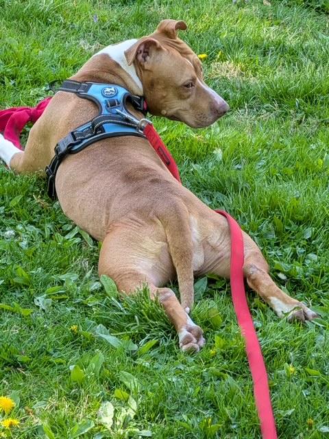 Enlarge JJ, a Adoptable mixed breed in Lafayette Hill, PA image 2/2