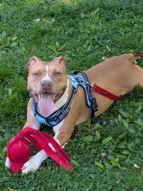 Enlarge JJ, a Adoptable mixed breed in Lafayette Hill, PA image 1/2