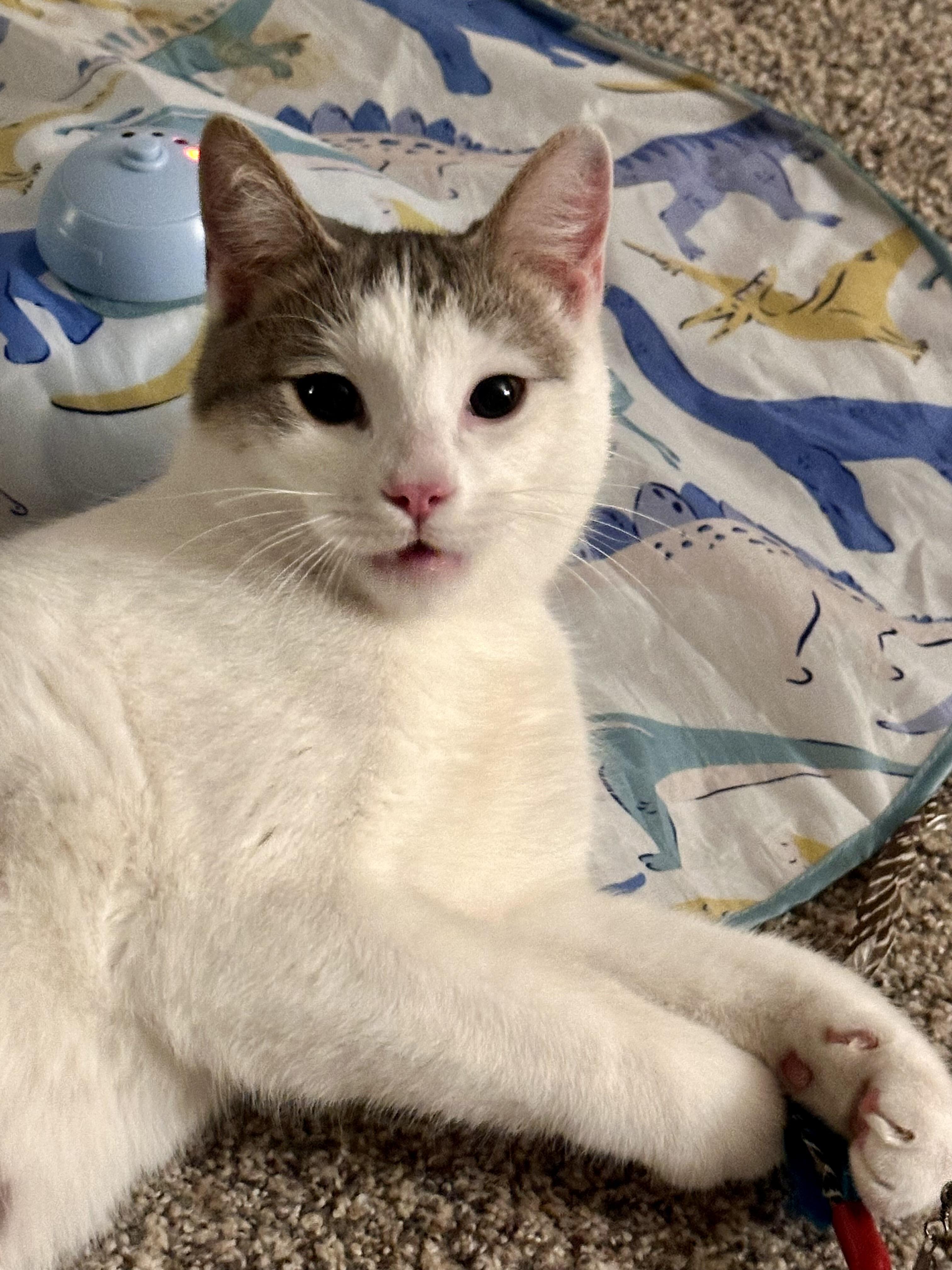 Milo, ADOPTABLE, Adult Male Domestic Short Hair.